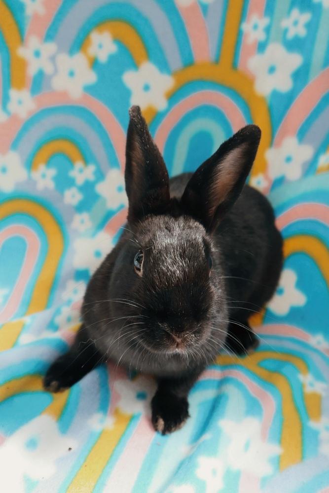 Enlarge Lido Shuffle, a Adoptable mixed breed in Gainesville, FL image 4/6