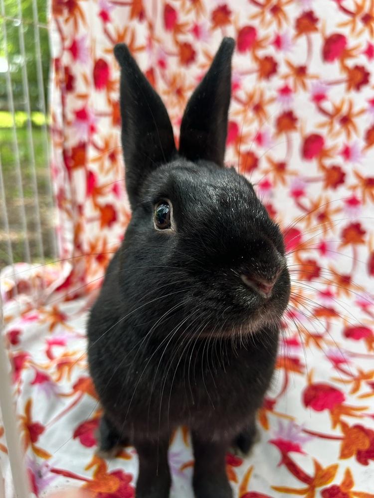 Enlarge Lido Shuffle, a Adoptable mixed breed in Gainesville, FL image 5/6