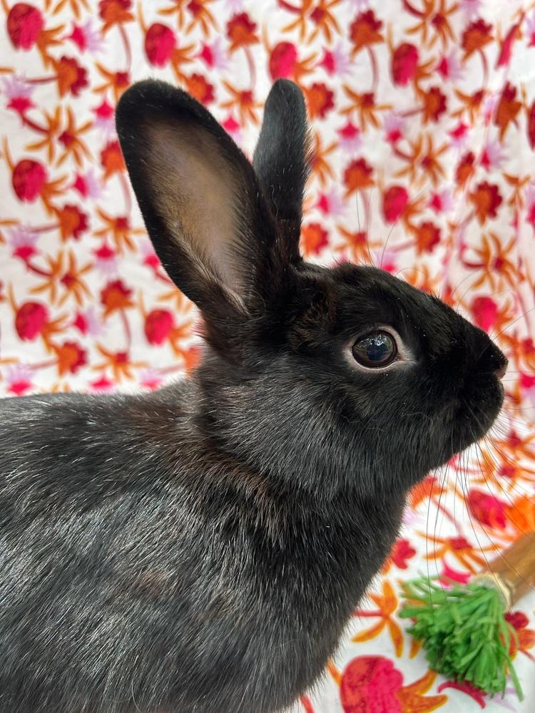 Enlarge Lido Shuffle, a Adoptable mixed breed in Gainesville, FL image 6/6