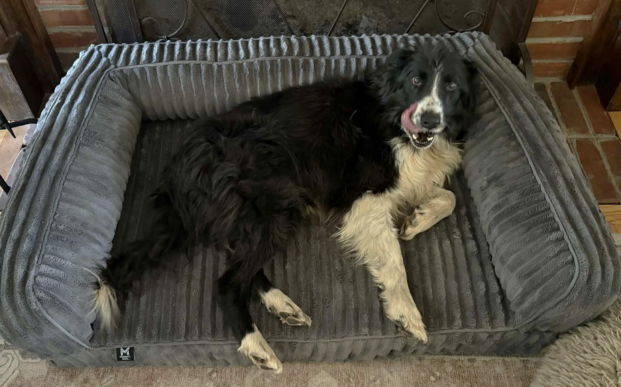 Enlarge Porter, a ADOPTABLE Border Collie in Seymour, IN image 5/5