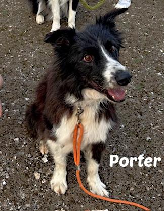 Porter, ADOPTABLE, Adult Male Border Collie.