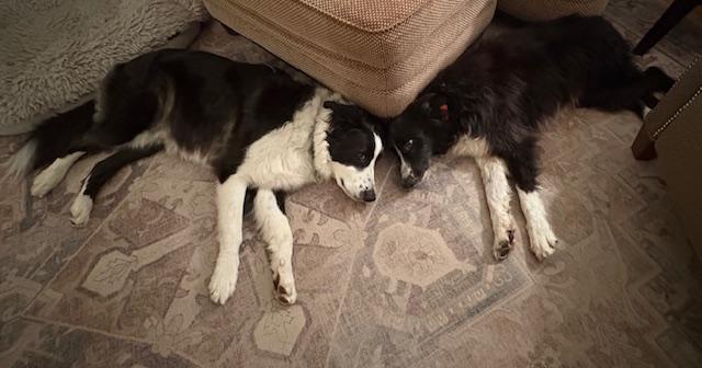 Enlarge Porter, a ADOPTABLE Border Collie in Seymour, IN image 3/5