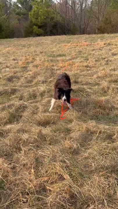 Enlarge Porter, a ADOPTABLE Border Collie in Seymour, IN video 4/5