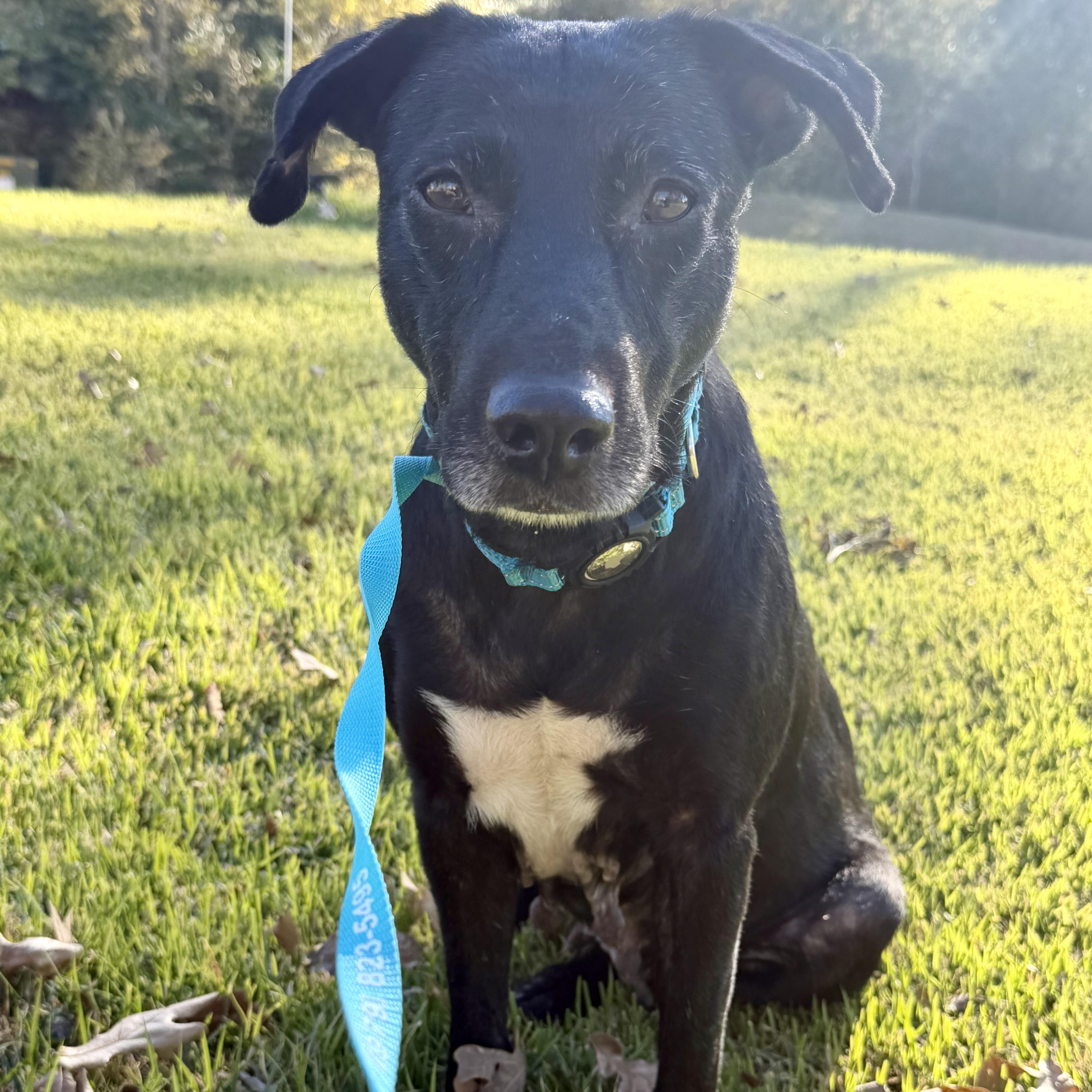 Laney, Adoptable, Adult Female Mixed Breed.