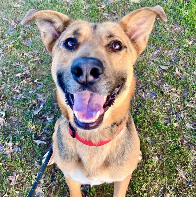 OAK, Adoptable, Young Male German Shepherd Dog.