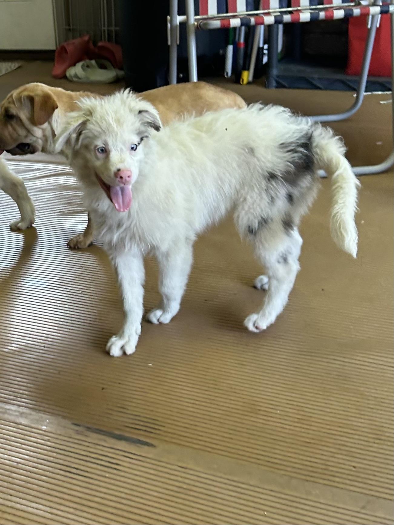 ACE, a Adoptable mixed breed in Rossford, OH image 3/5