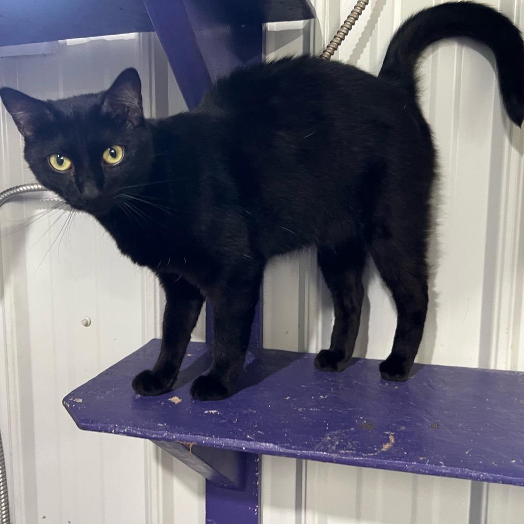 Enlarge Sofia, a Adoptable Domestic Short Hair in Blairsville, GA image 1/6