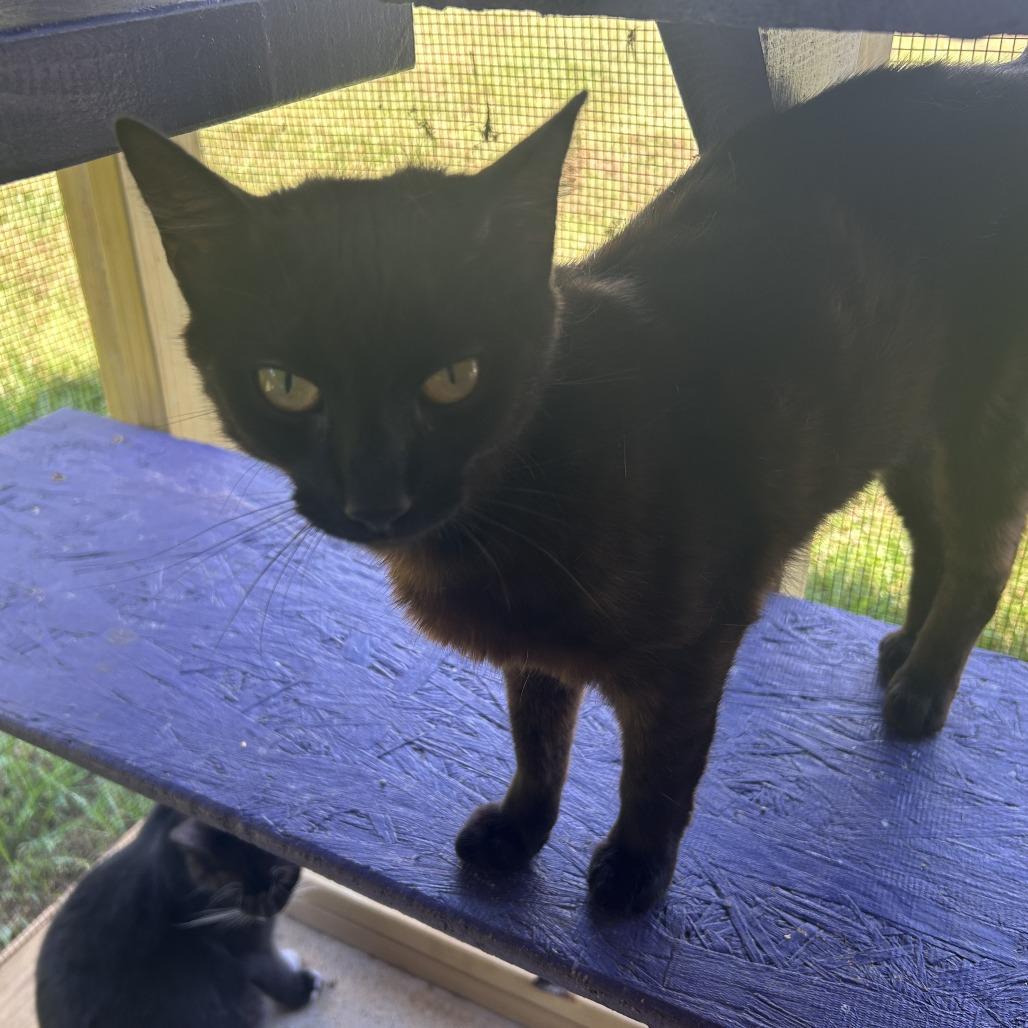 Sofia, Adoptable, Adult Female Domestic Short Hair.