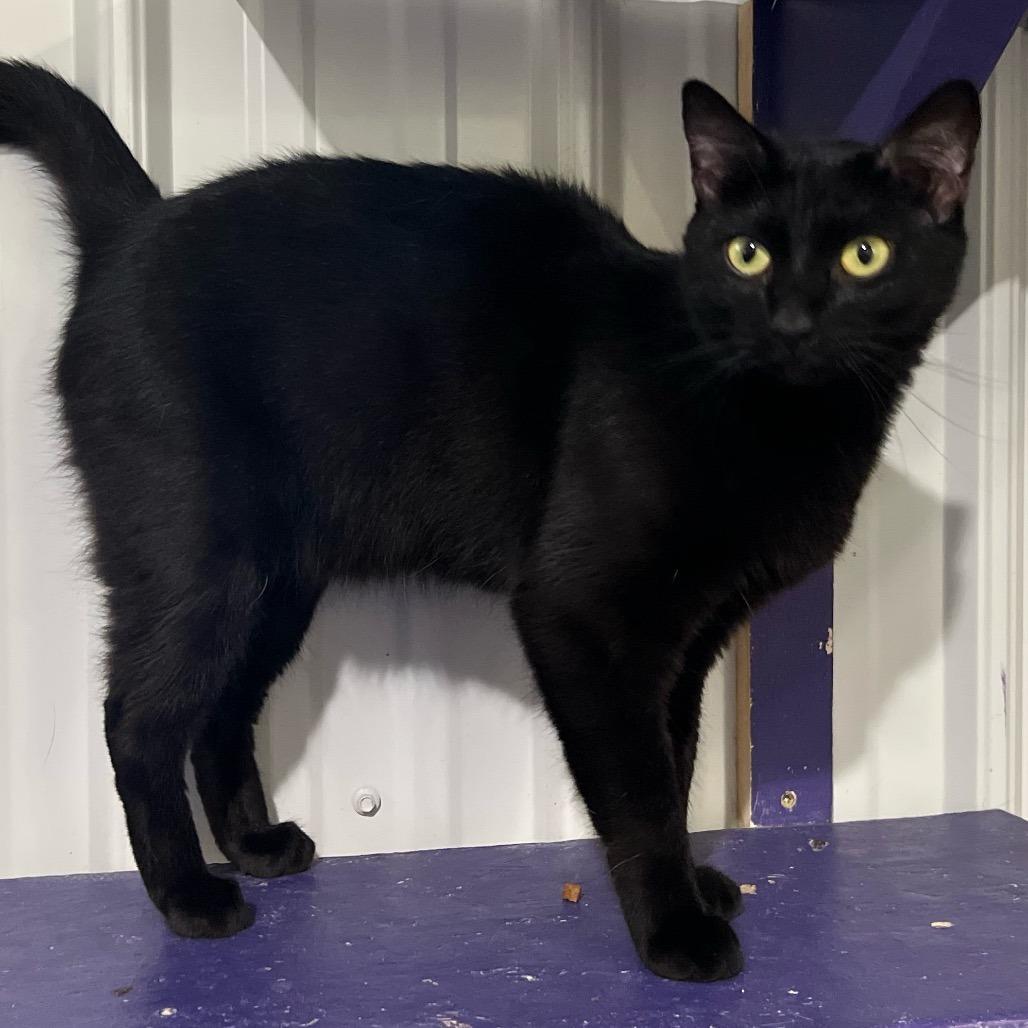 Enlarge Sofia, a Adoptable Domestic Short Hair in Blairsville, GA image 2/6