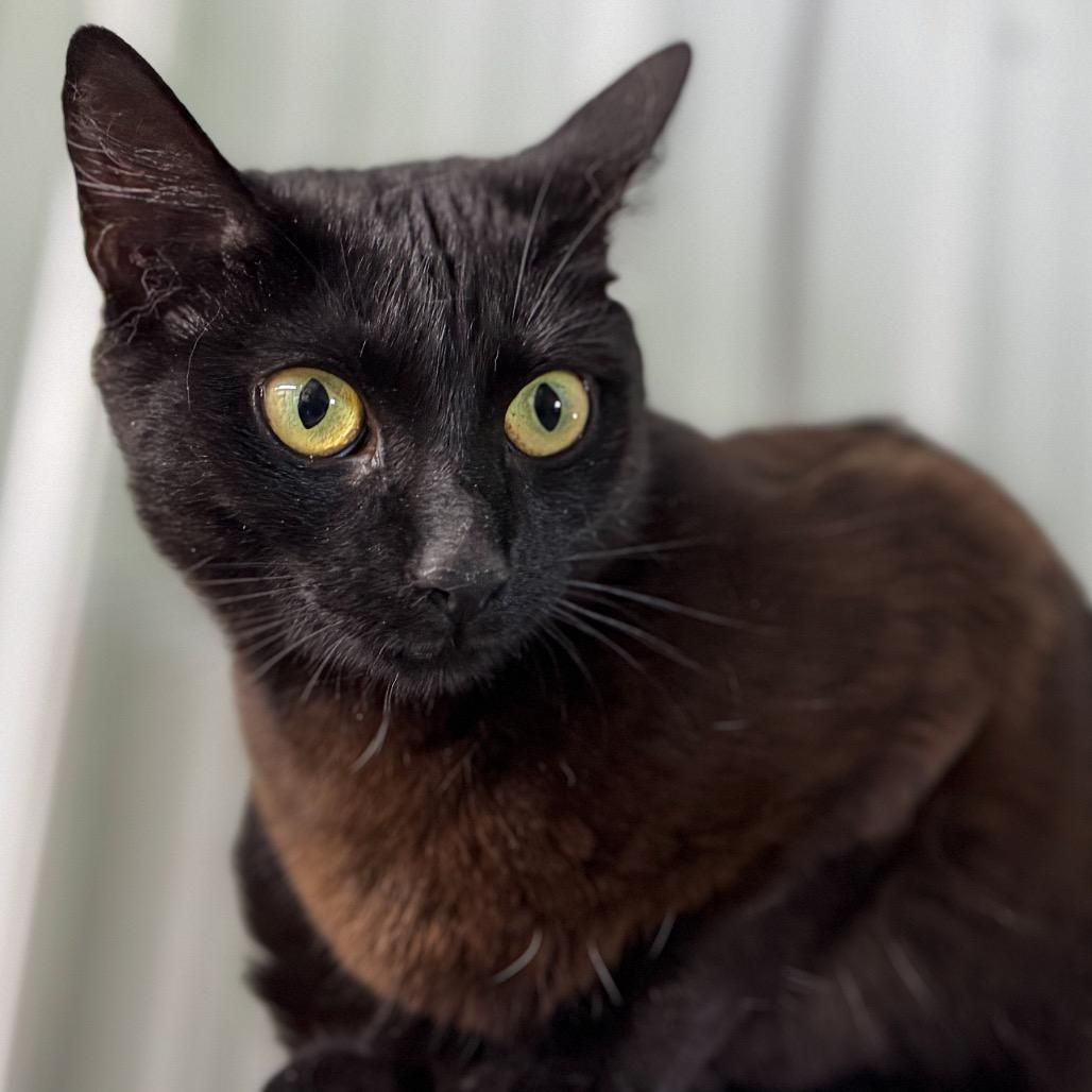Enlarge Sofia, a Adoptable Domestic Short Hair in Blairsville, GA image 3/4