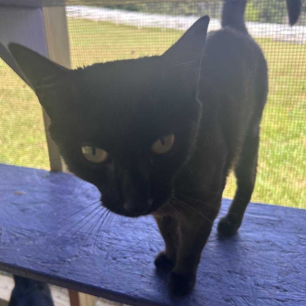 Enlarge Sofia, a Adoptable Domestic Short Hair in Blairsville, GA image 4/4