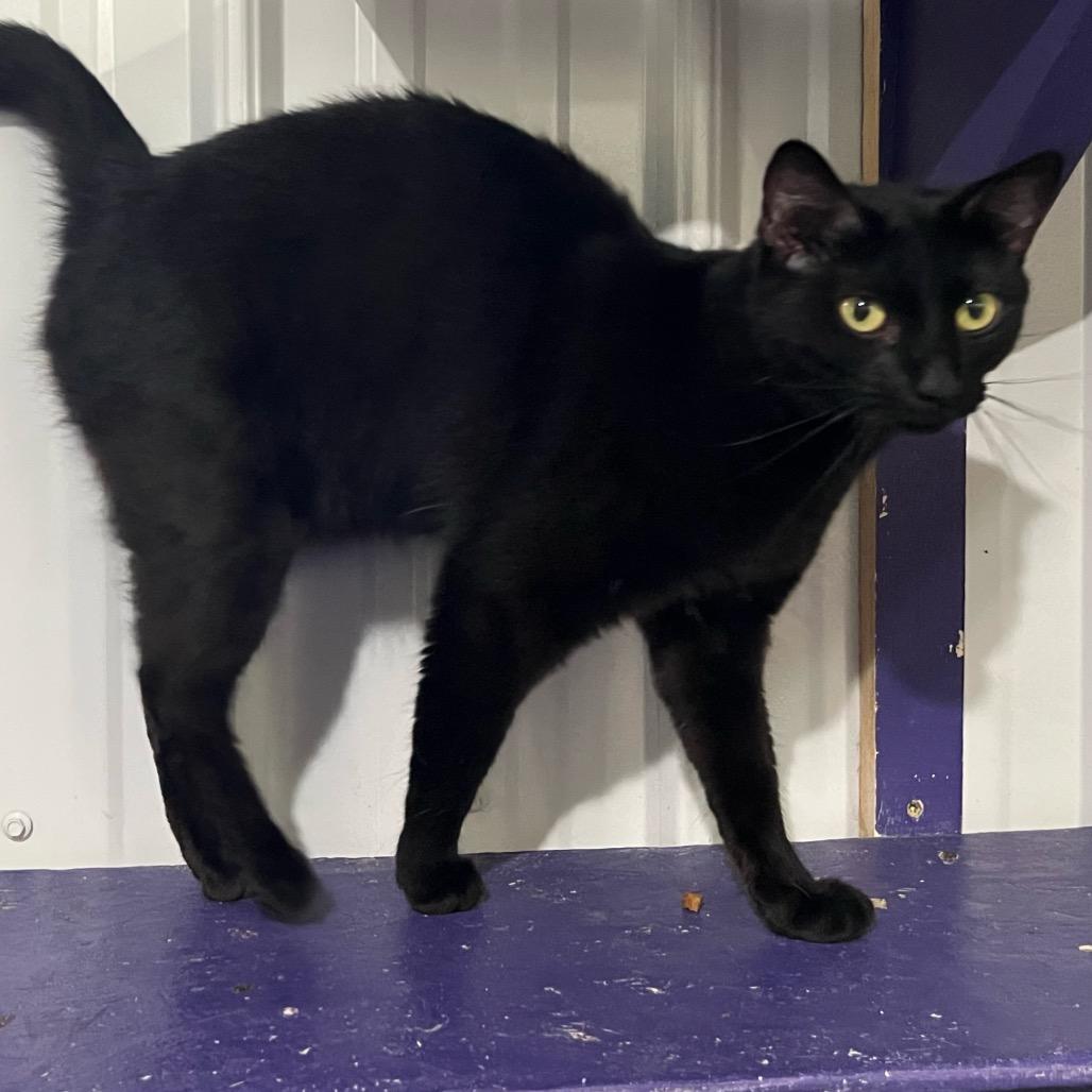 Enlarge Sofia, a Adoptable Domestic Short Hair in Blairsville, GA image 4/6