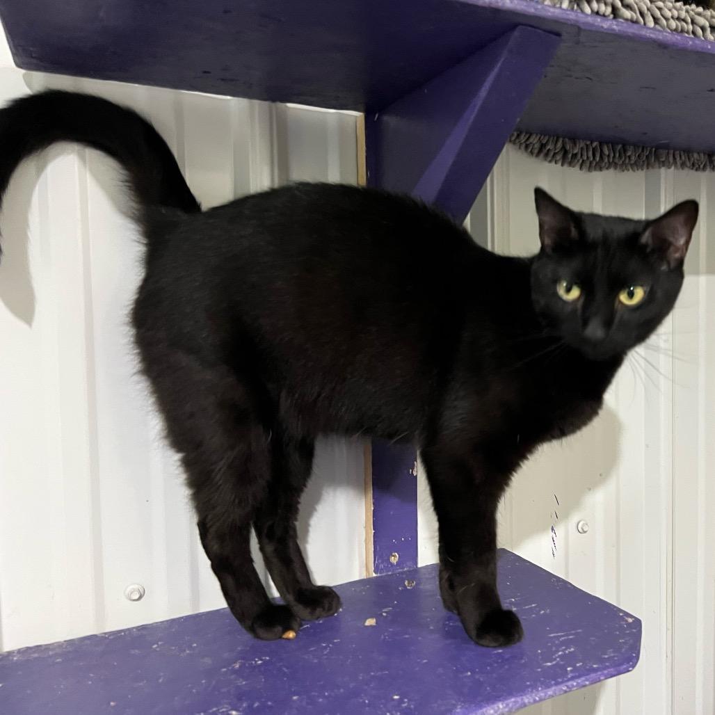 Enlarge Sofia, a Adoptable Domestic Short Hair in Blairsville, GA image 5/6