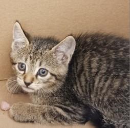 Serrano, Adoptable, Kitten Male Domestic Short Hair & Domestic Short Hair.