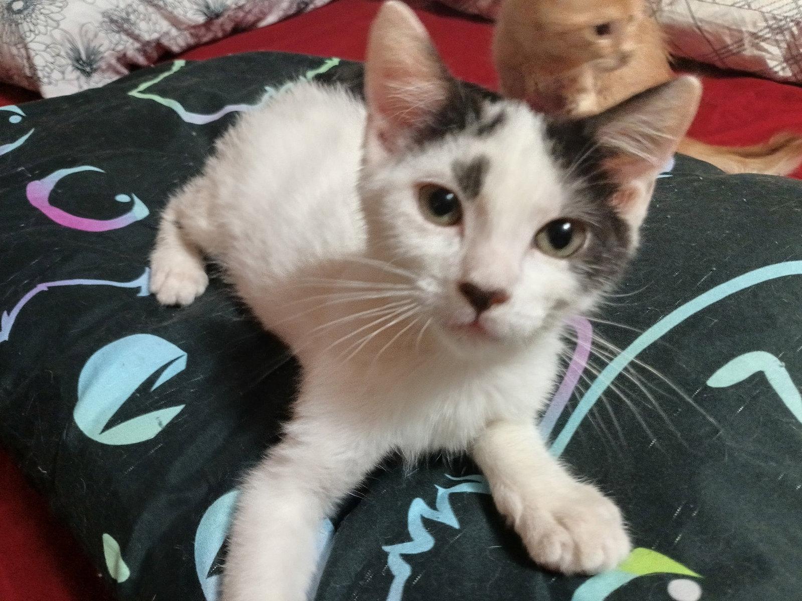 DENNY, a Adoptable Domestic Medium Hair in San Antonio, TX image 1/3