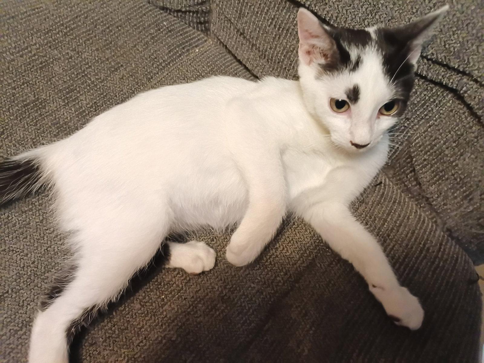 Enlarge DENNY, a Adopted Domestic Medium Hair in San Antonio, TX image 2/3