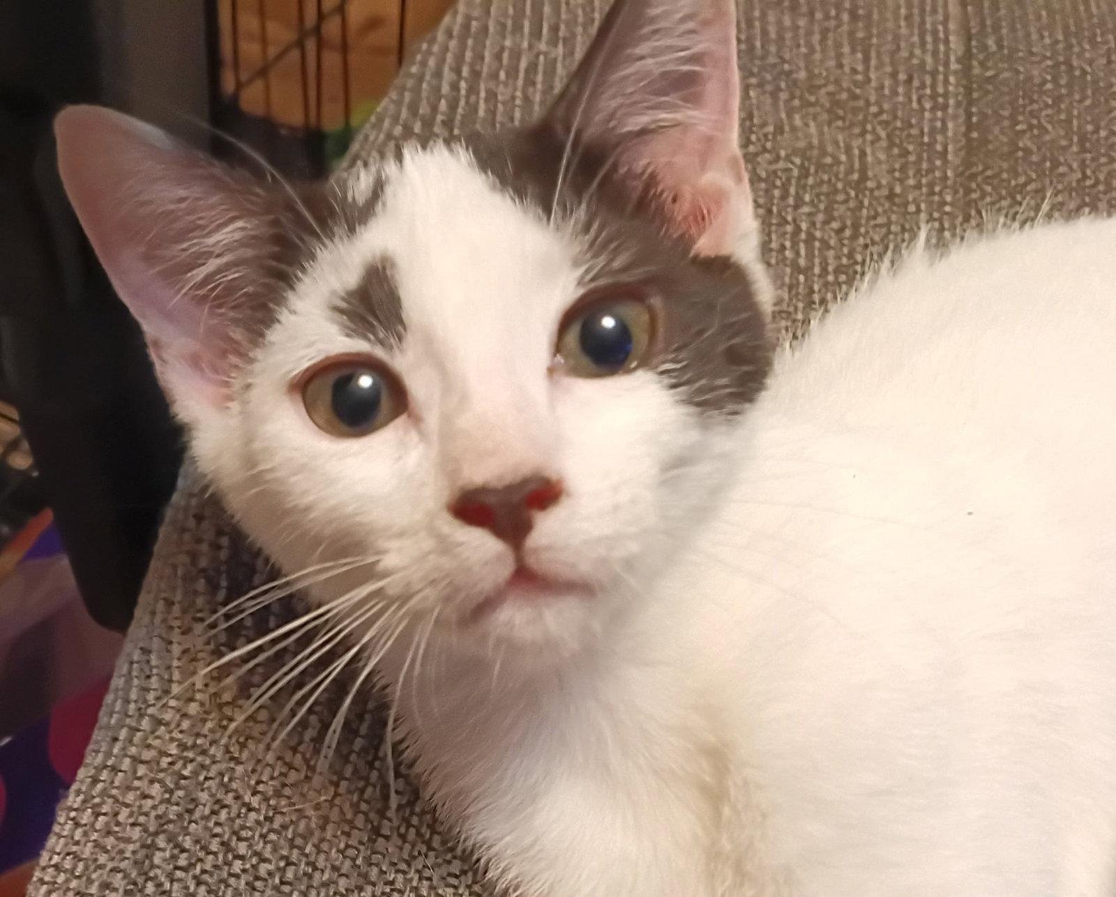DENNY, a Adoptable Domestic Medium Hair in San Antonio, TX image 2/3