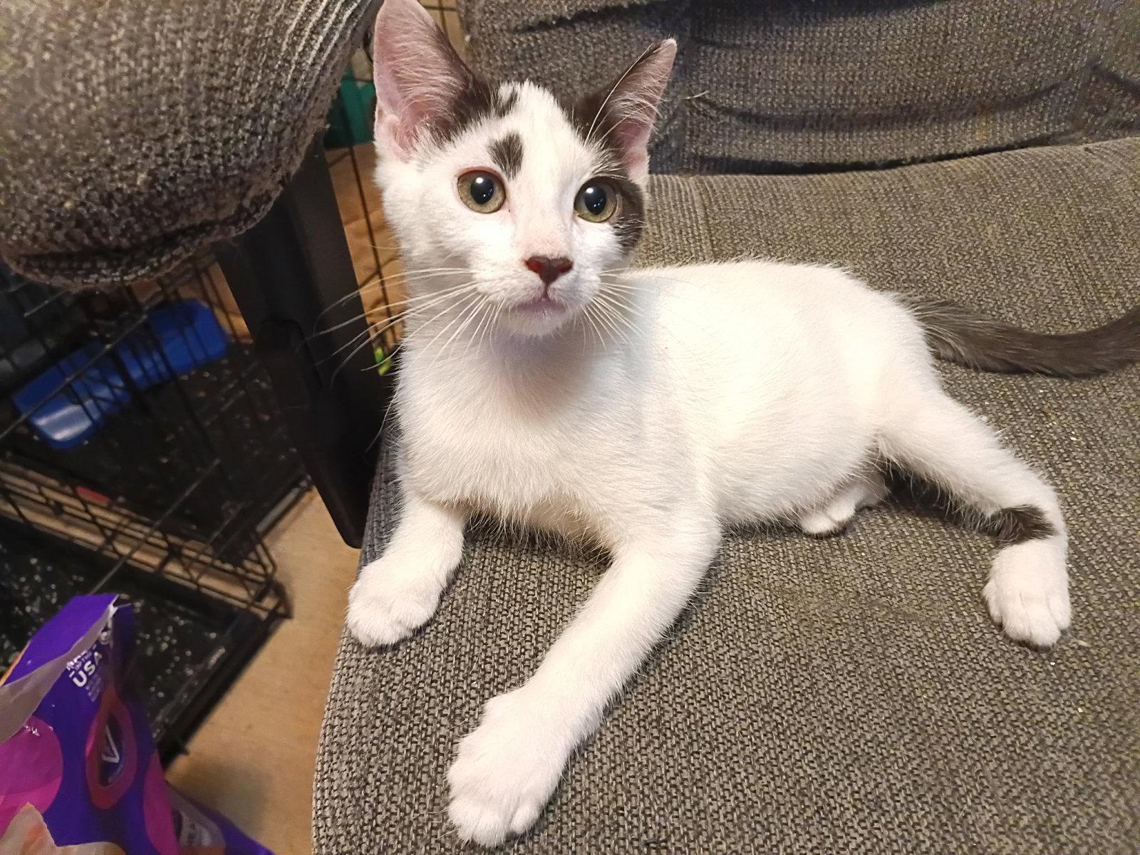 DENNY, a Adoptable Domestic Medium Hair in San Antonio, TX image 3/3