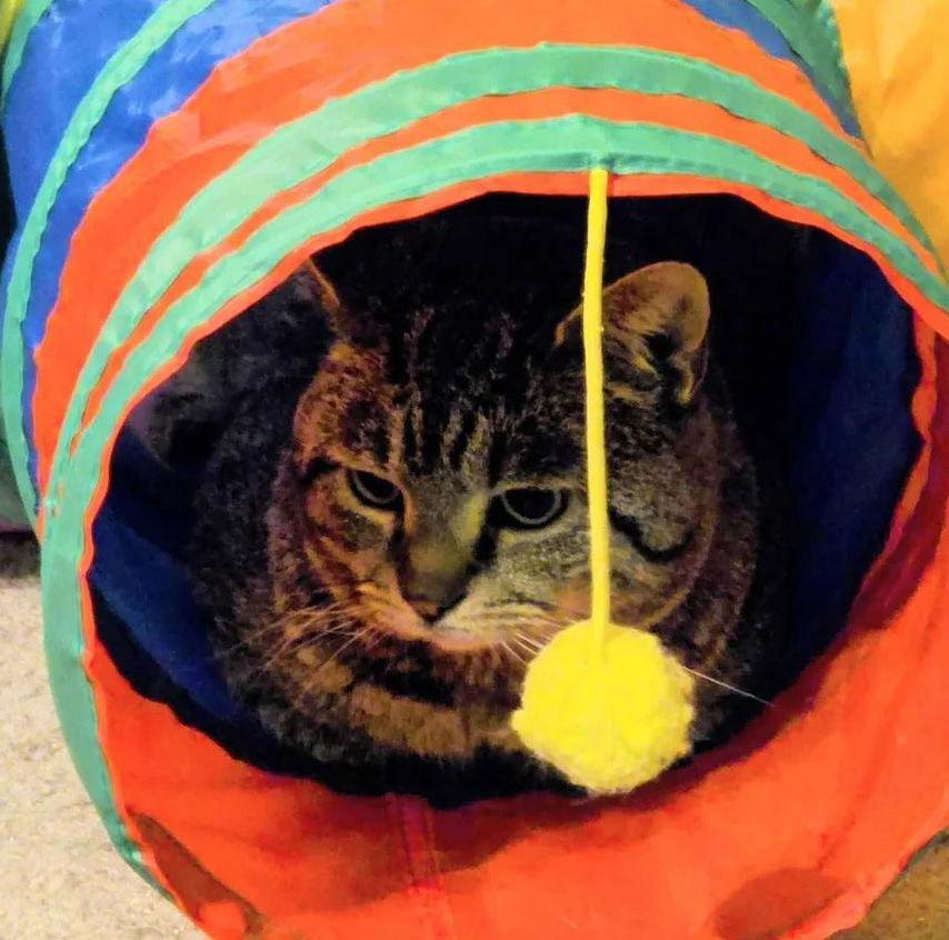 Roscoe - NC, Adoptable, Adult Male American Bobtail & Manx.