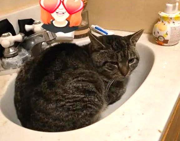 Roscoe - NC, a Adoptable mixed breed in Liberty, NC image 2/3