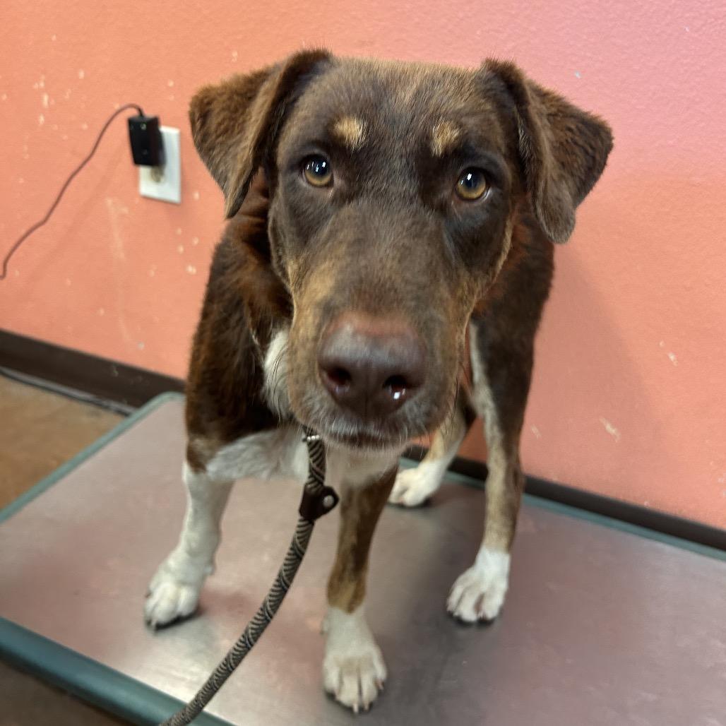 Enlarge Sawyer - In Foster!, a Adoptable mixed breed in Flagstaff, AZ image 1/1