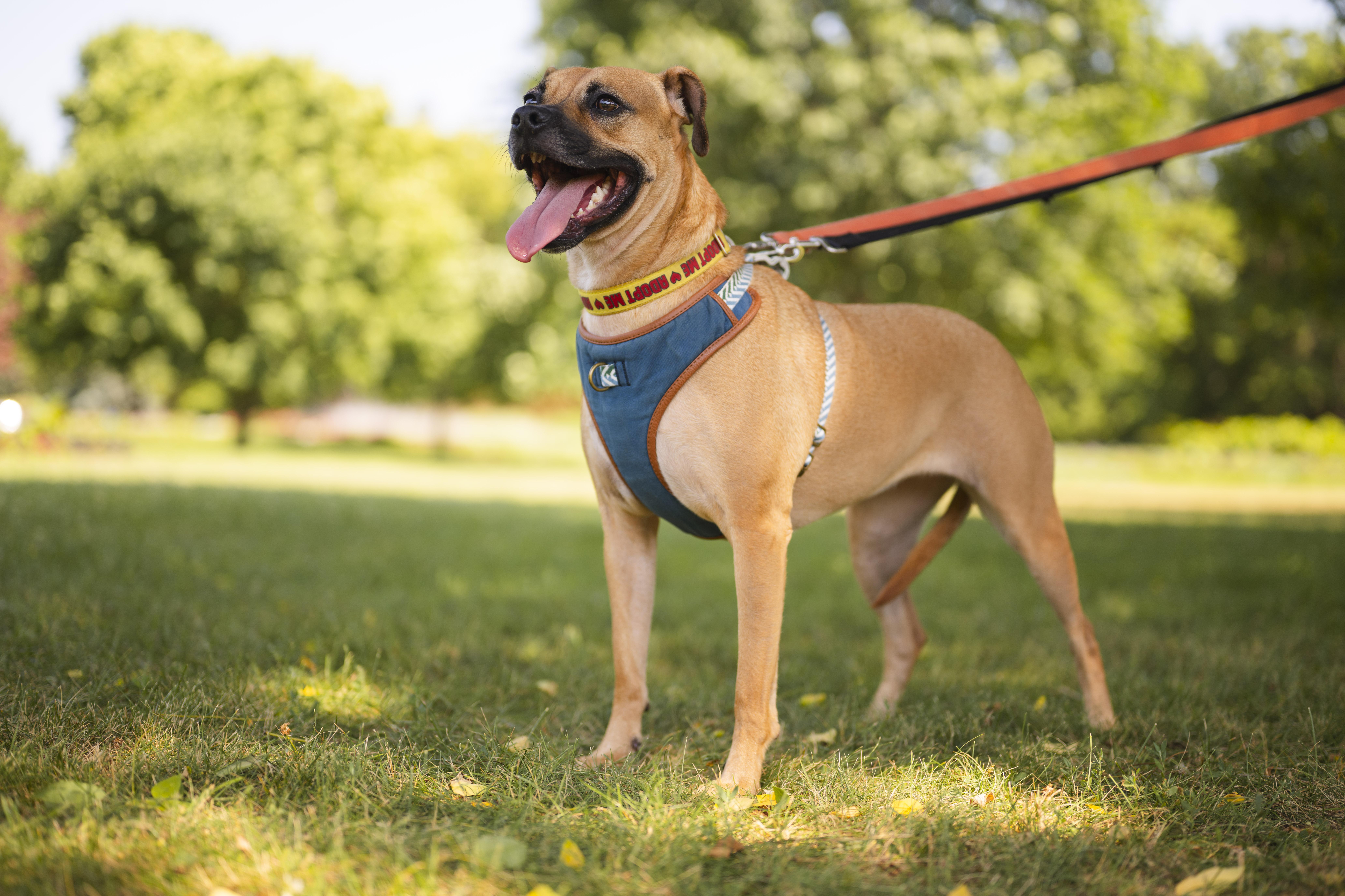 Enlarge Lua, a ADOPTABLE mixed breed in Mississauga, ON image 3/6