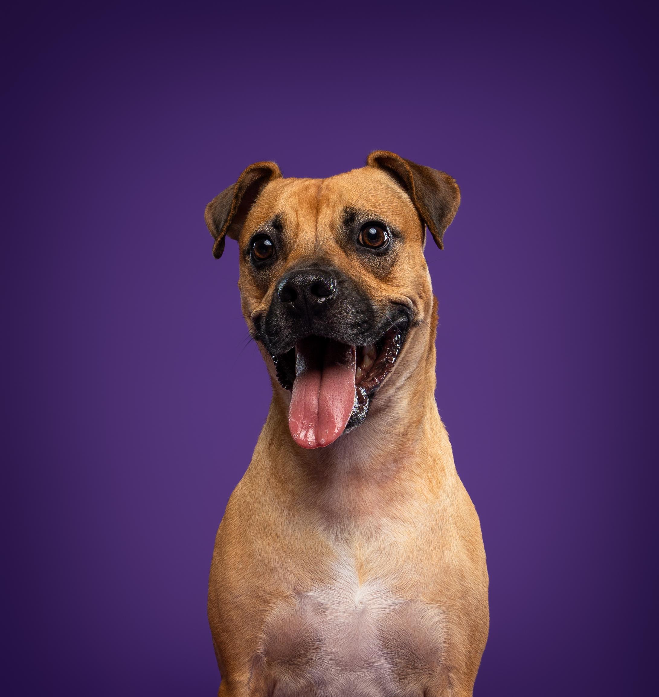 Enlarge Lua, a ADOPTABLE mixed breed in Mississauga, ON image 6/6