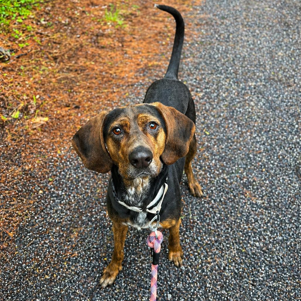 Hank, Adoptable, Adult Male Coonhound.