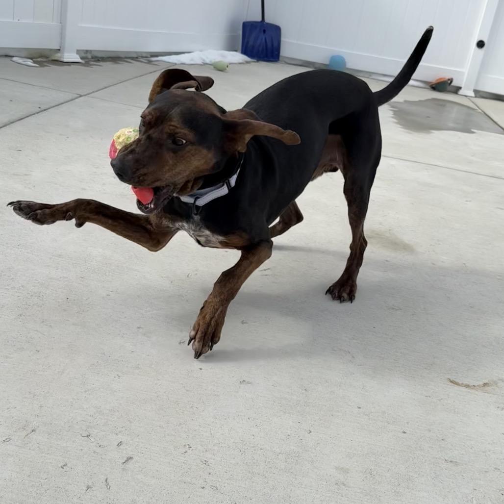 Enlarge Hank, a Adoptable Coonhound in Harrisonburg, VA image 2/6