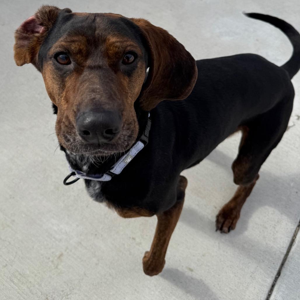 Enlarge Hank, a Adoptable Coonhound in Harrisonburg, VA image 3/6