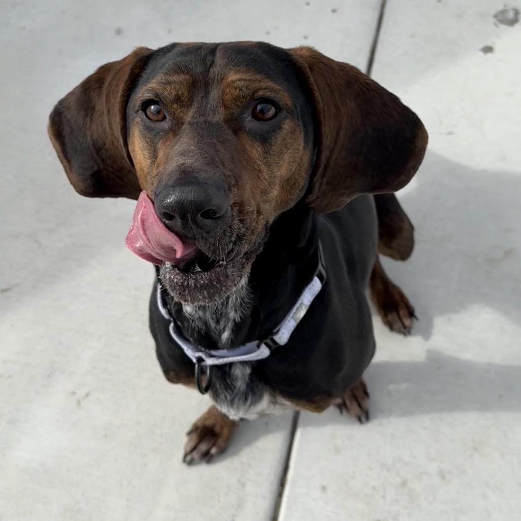 Enlarge Hank, a Adoptable Coonhound in Harrisonburg, VA image 4/6