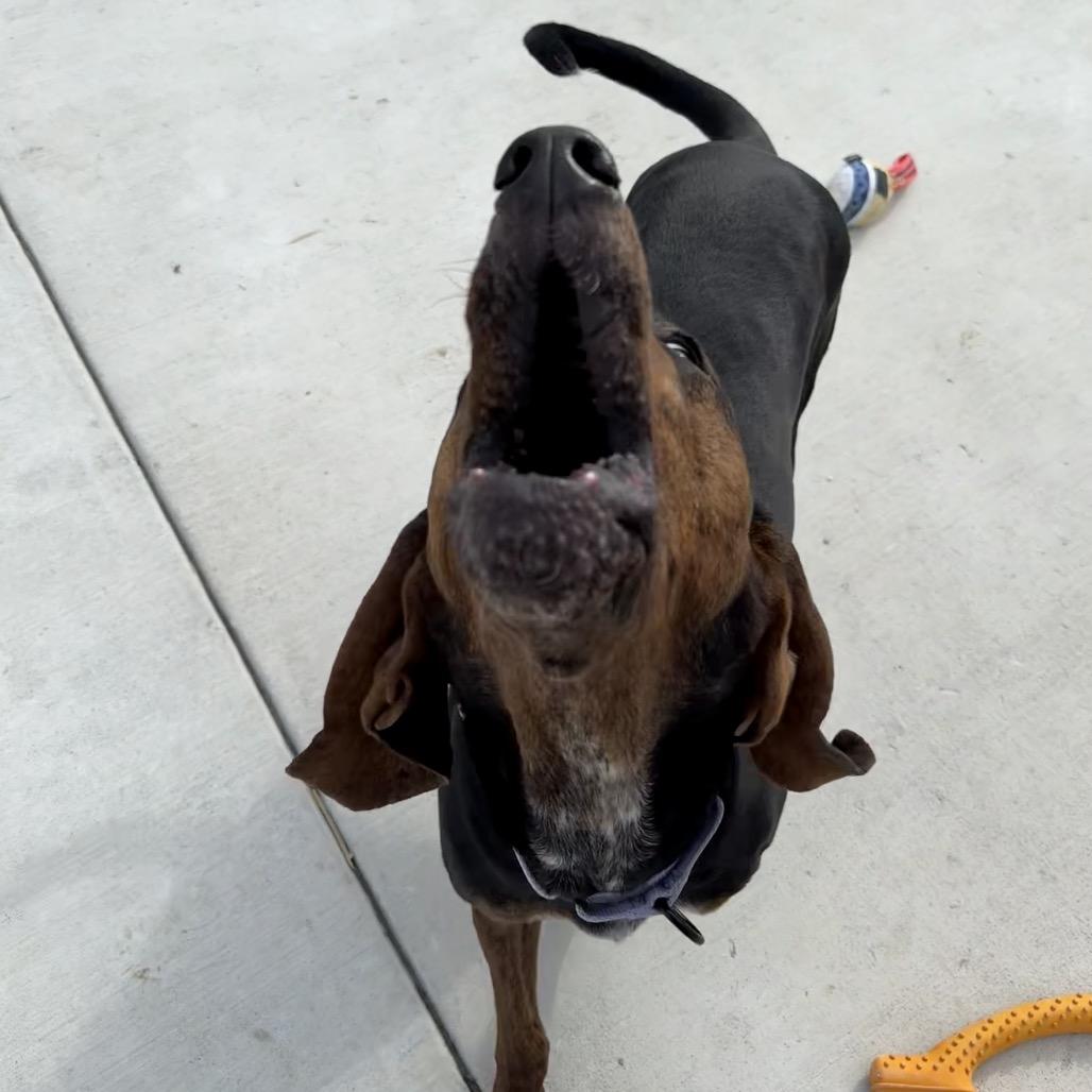 Enlarge Hank, a Adoptable Coonhound in Harrisonburg, VA image 5/6