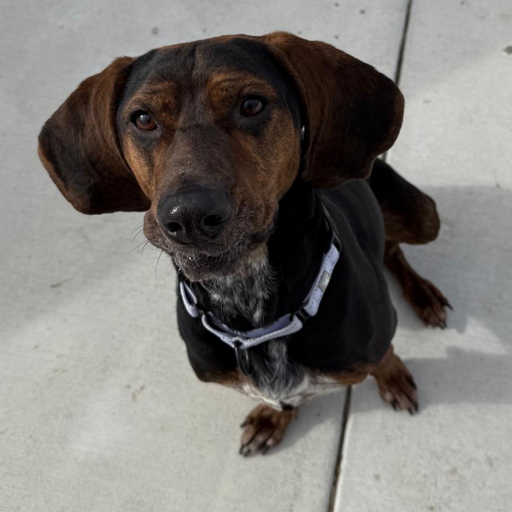 Enlarge Hank, a Adoptable Coonhound in Harrisonburg, VA image 6/6