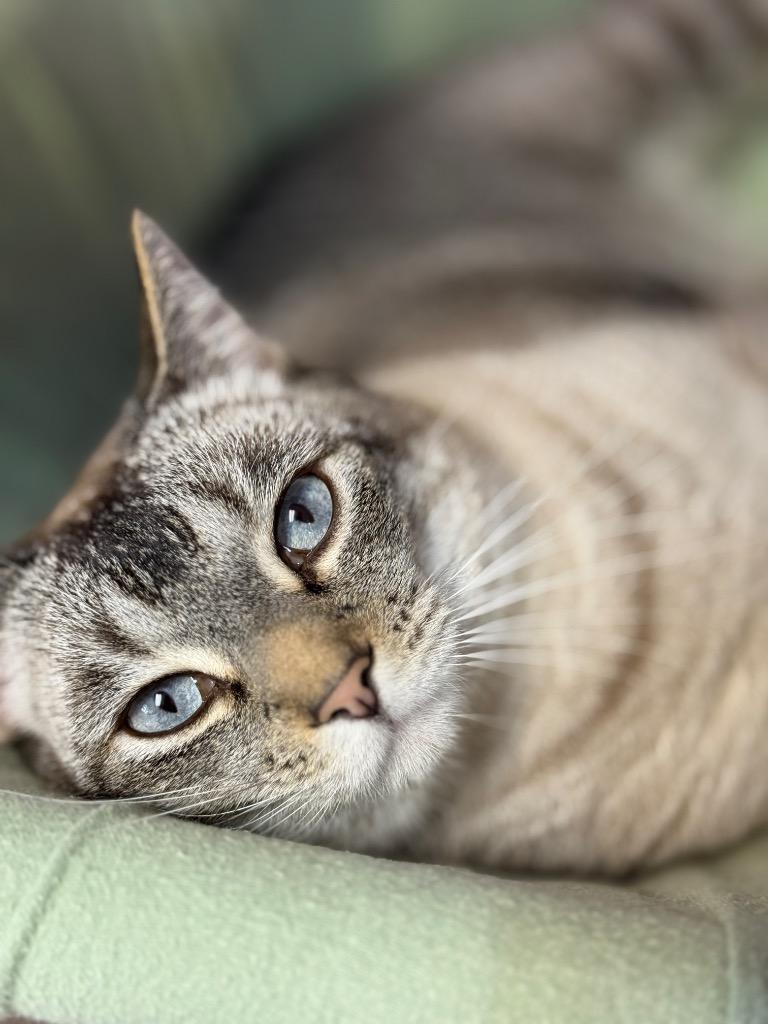 Long John Silver, Adopted, Adult Male Siamese.