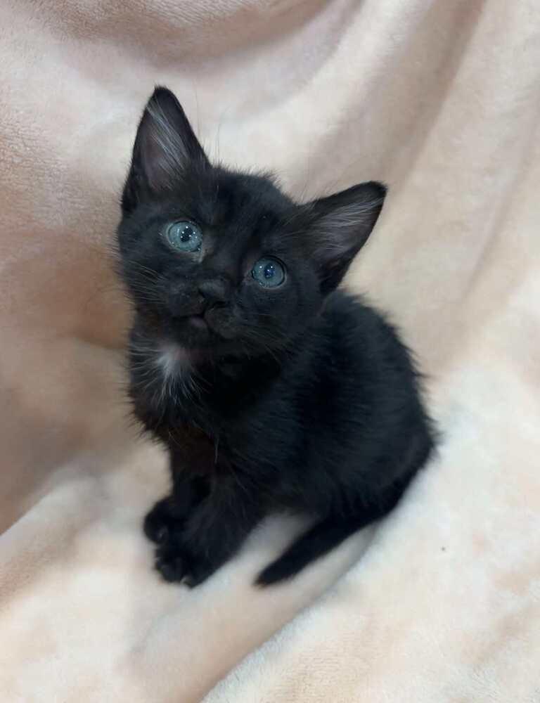 Enlarge Twilight, a Adoptable Domestic Short Hair in McPherson, KS image 1/3