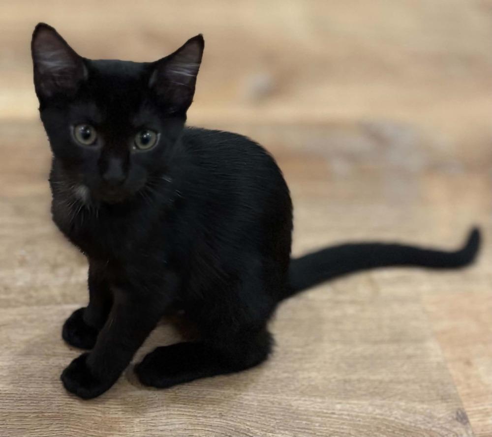 Enlarge Twilight, a Adoptable Domestic Short Hair in McPherson, KS image 2/3