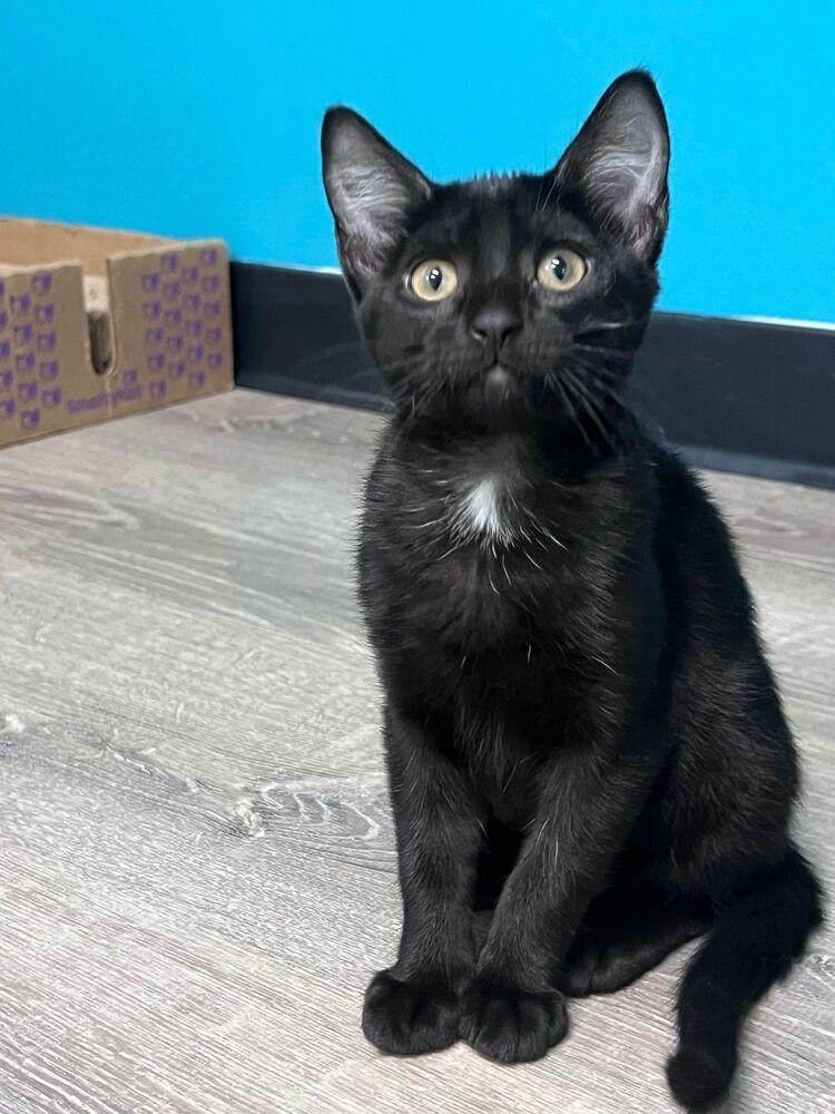 Enlarge Twilight, a Adoptable Domestic Short Hair in McPherson, KS image 3/3