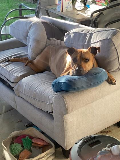 Duke, a Adoptable mixed breed in Hillsboro, OR image 1/3
