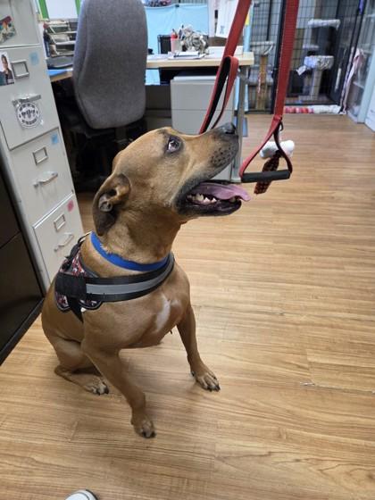 Duke, Adoptable, Senior Male Pit Bull Terrier & Mixed Breed.