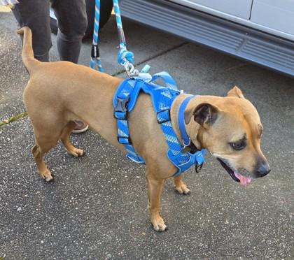 Enlarge Duke, a Adoptable mixed breed in Hillsboro, OR image 2/4