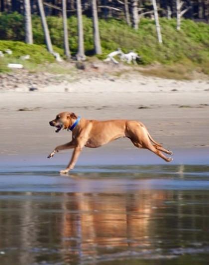 Enlarge Duke, a Adoptable mixed breed in Hillsboro, OR image 2/3