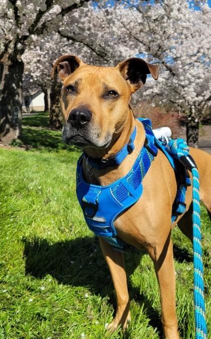 Duke, Adoptable, Senior Male Pit Bull Terrier & Mixed Breed.