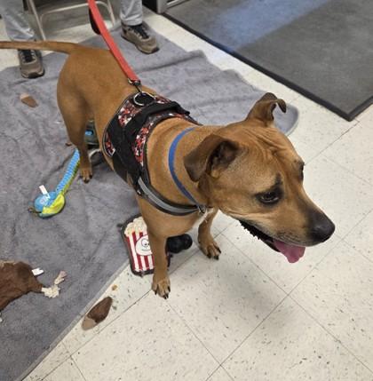 Duke, Adoptable, Senior Male Pit Bull Terrier & Mixed Breed.