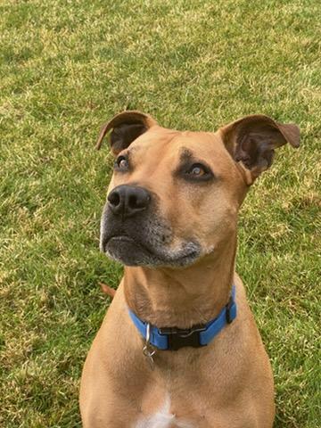 Enlarge Duke, a Adoptable mixed breed in Hillsboro, OR image 3/3