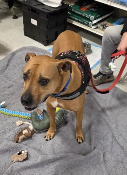 Enlarge Duke, a Adoptable mixed breed in Hillsboro, OR image 3/4