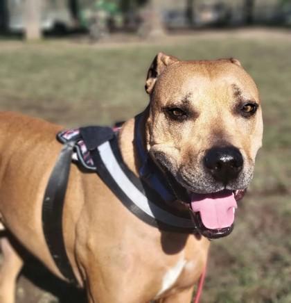 Duke, a Adoptable mixed breed in Hillsboro, OR image 3/4