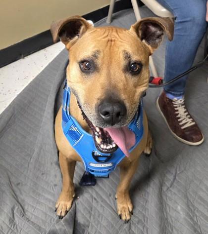 Enlarge Duke, a Adoptable mixed breed in Hillsboro, OR image 3/3