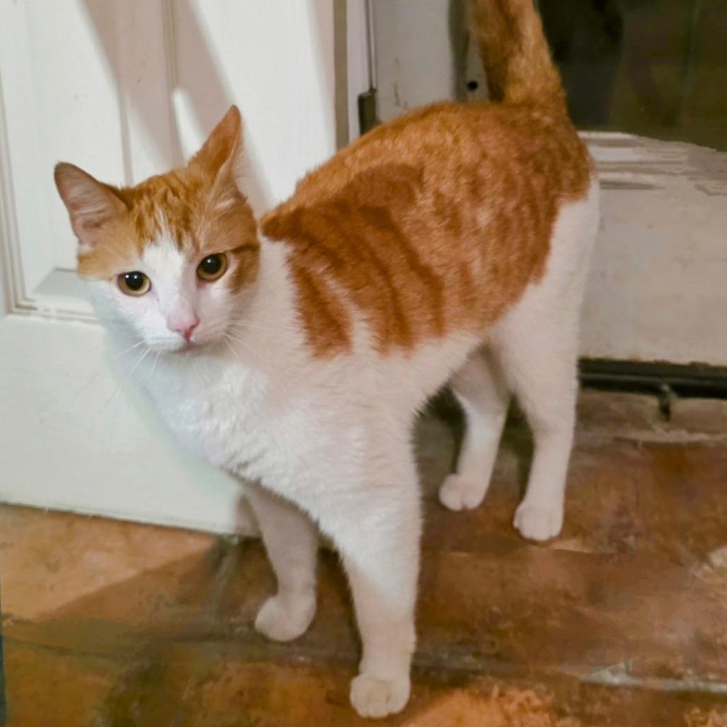 Smokey — thumbnail 2