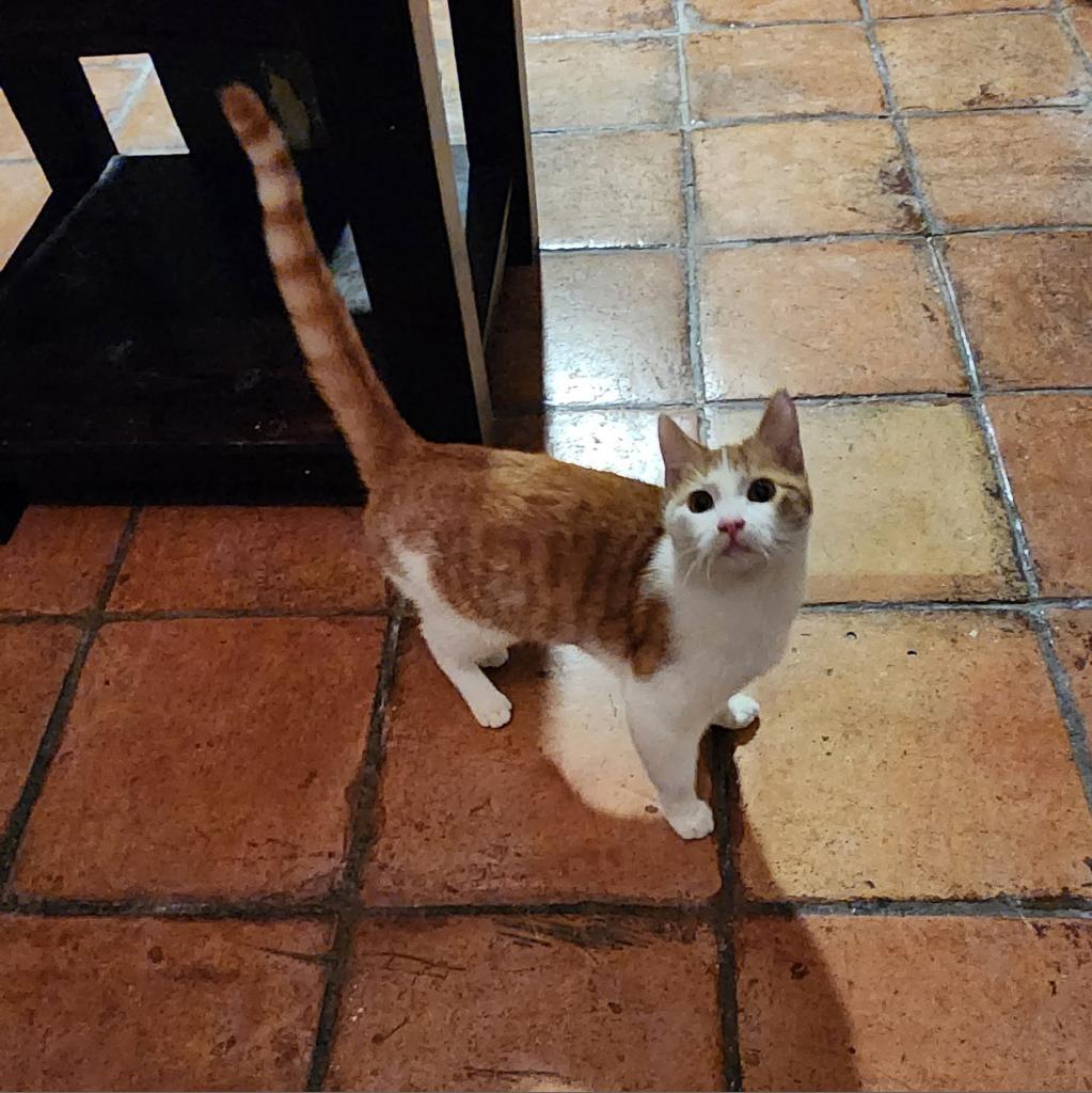 Smokey — thumbnail 3