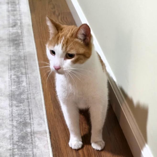 Smokey — thumbnail 4